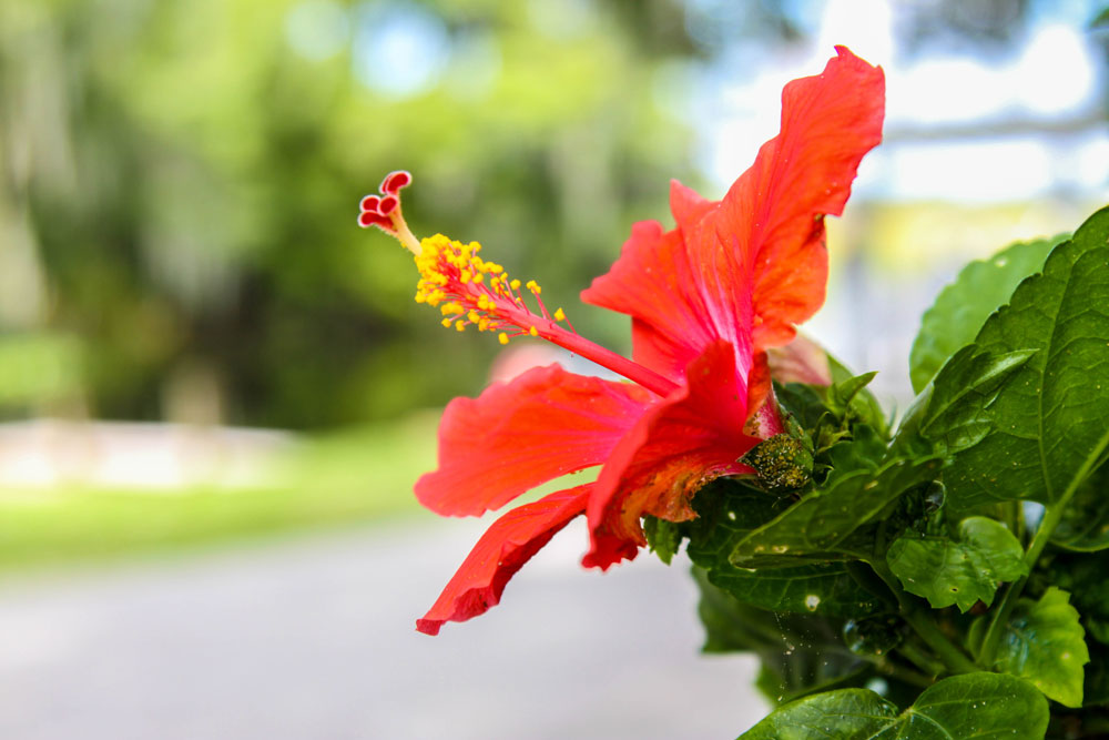 Red Flower